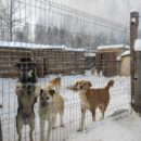 В Твери состоится благотворительный концерт в помощь бездомным животным
