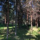 В Тверской области прокуратура обязала местные власти избавиться от аварийных деревьев