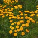 Лунный календарь на май: благоприятные дни для посева растений