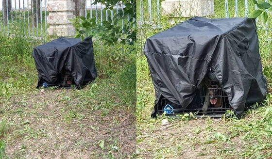 В Твери возле больницы пса заперли в клетку, накрыли плотной тряпкой и бросили