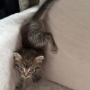 Бешенство без укуса! Когда царапина опаснее, чем кажется, и почему нельзя откладывать укол